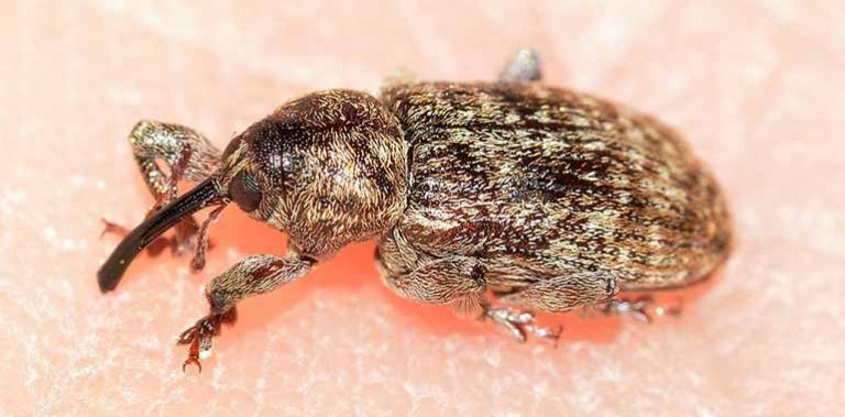 Weevils The Silent Invaders This Is How To Get Rid Of Weevils - 9n8wogp