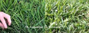 Bermuda Grass Vs. St. Augustine: Key Differences And Deciding Factors