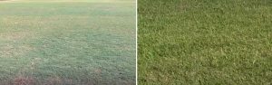 Celebration Bermuda grass vs. Tifway 419: Main Differences And Features